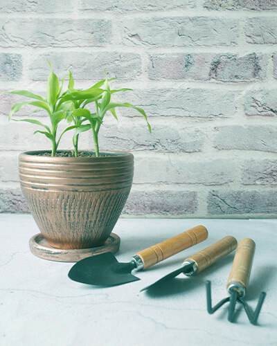 Plant 8
